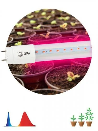 Фото лампа светодиодная для растений fito-9w-rb-т8-g13-nl т8 48led 2835 ip20 35000ч стекло красн./син. эра б0042986 Эра